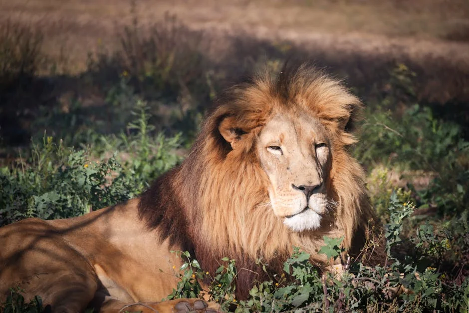 Ann Masina Reveals Identity Tensions in Cape Town's Theatre Scene: The Kingdom Unpacked — Culture Arts