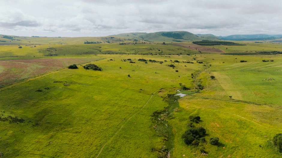 Arbeloa Turns 80: What This Milestone Means for South Africa's Development Goals — Economy Business