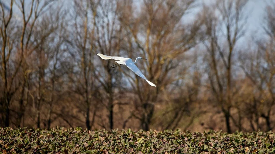 Arsenal's Late Penalty Saves Day as Champions League Dream Lives On - What It Means For African Football — Economy Business