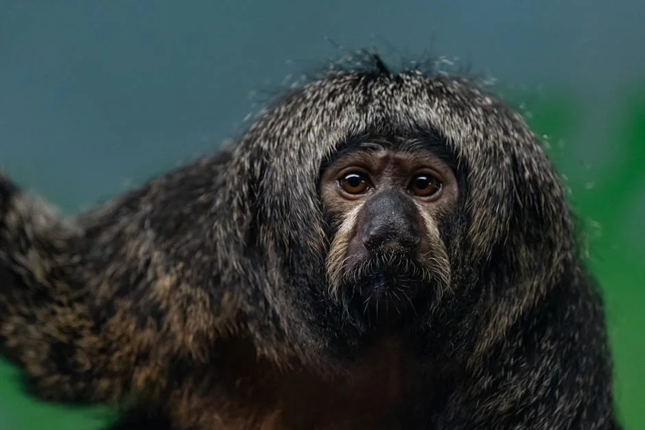 Bank of America Reveals South African Stocks in Sweet Spot Amid Economic Recovery: What It Means — Economy Business