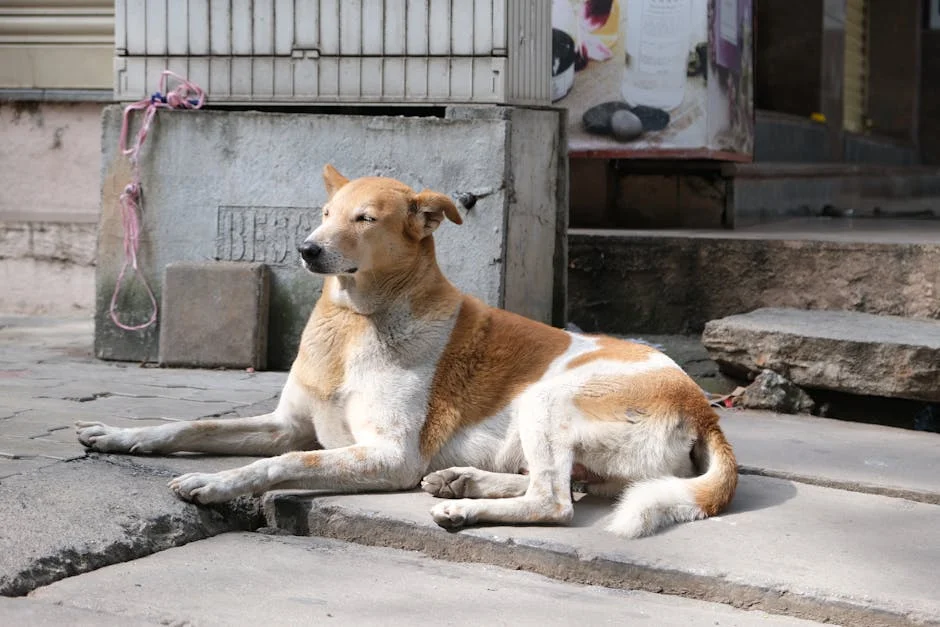 Bengaluru Residents Clash Over Dog Dispute: What It Reveals About Community Tensions
