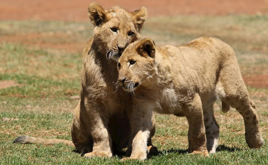 Betclic Young Lions Launch Tribunal Criativo: What It Means for South Africa's Future — Economy Business