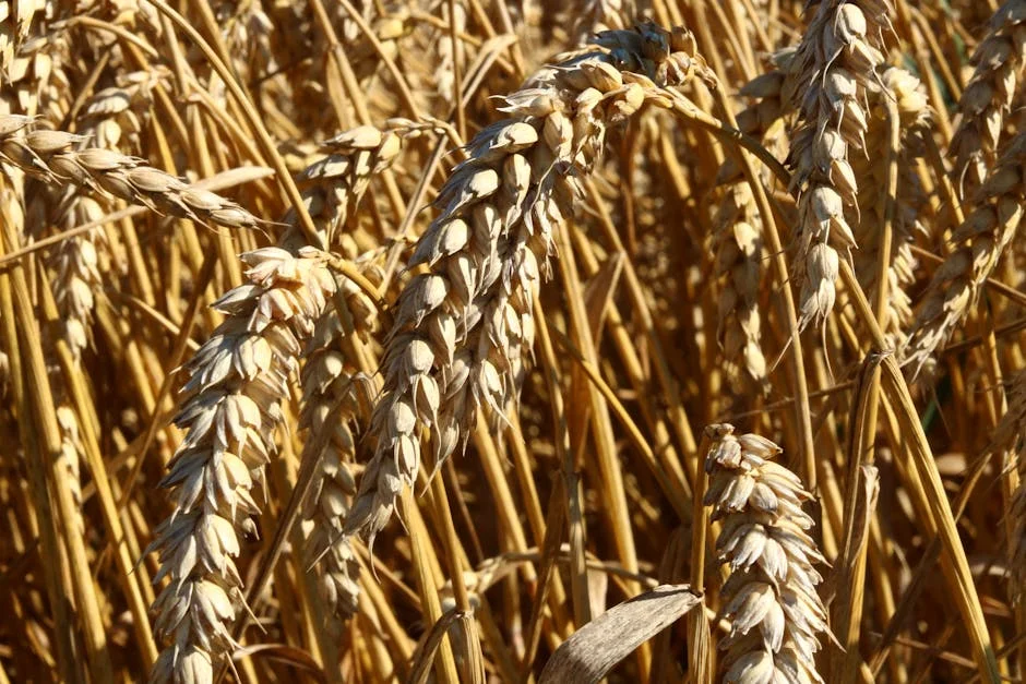 Cadena Halts Wheat Imports Amid Currency Crisis — Economy Business