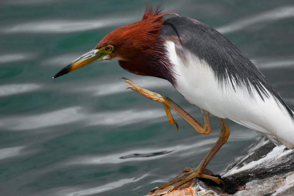 Castro Almeida Calls Budget Deficit 'Necessary Evil' to Tackle Severe Weather: What It Means for Territorial — Economy Business