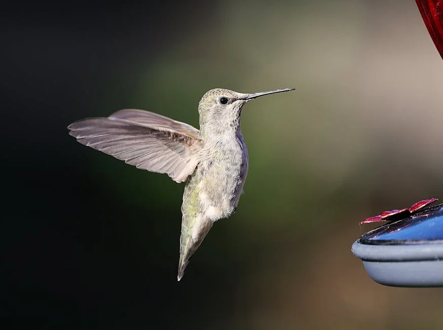 Collector Unveils Anna Canteen in Kothavalasa to Boost Local Economy — Economy Business
