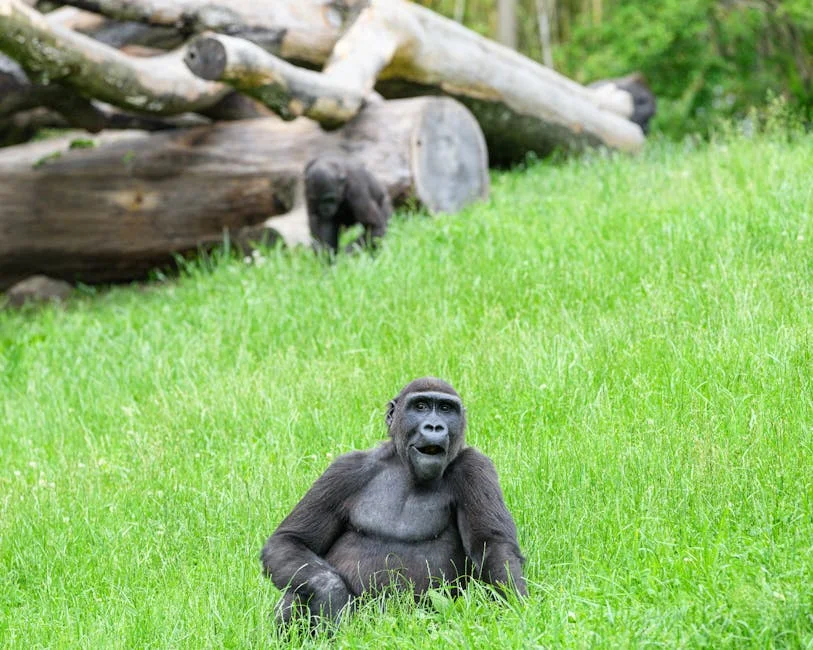 Congo Government Confirms 200 Deaths After Landslide at Rebel-Run Mine: A Wake-Up Call — Politics Governance