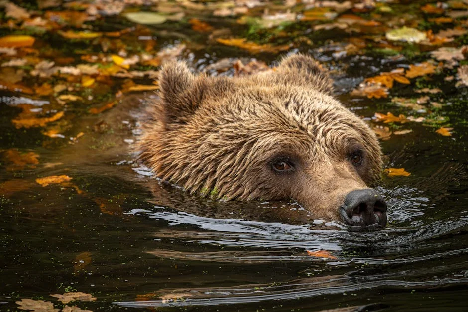 Daily Maverick Exposes Wafcon Postponement: Women’s Soccer Undervalued by Authorities — Culture Arts