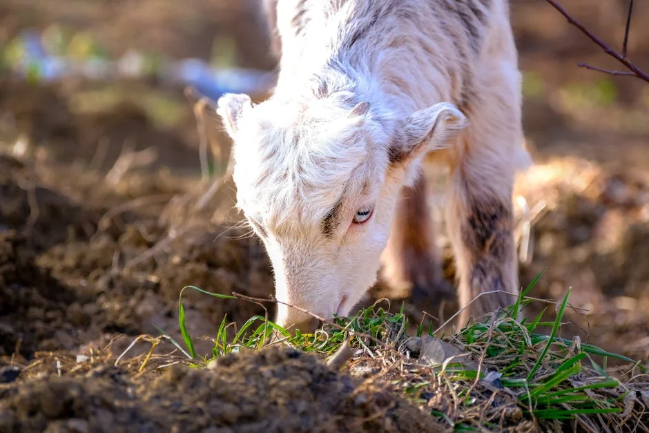 Elements Lamb Unveils Sustainable Farming Initiative: Impact on South Africa's Future — Economy Business