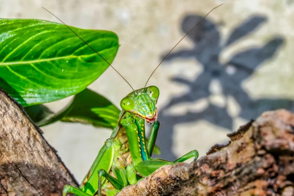 Engr Analysis South Africa Reveals Drone Strategy for Growth