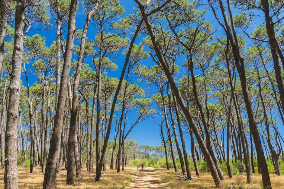 Fidelidade Acquires Stake in Floresta National Forests — Economy Business