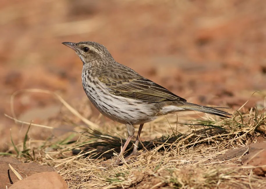 Gilly Walters transforms humble kitchen into nougat empire — what it means for South Africa — Economy Business