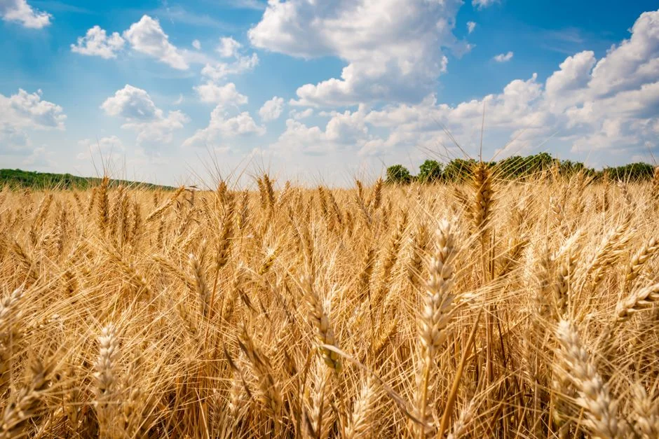 Grain SA Rejects ITAC Ruling to Keep Wheat Tariffs Frozen — Industry Warns of Market Pressure — Politics Governance