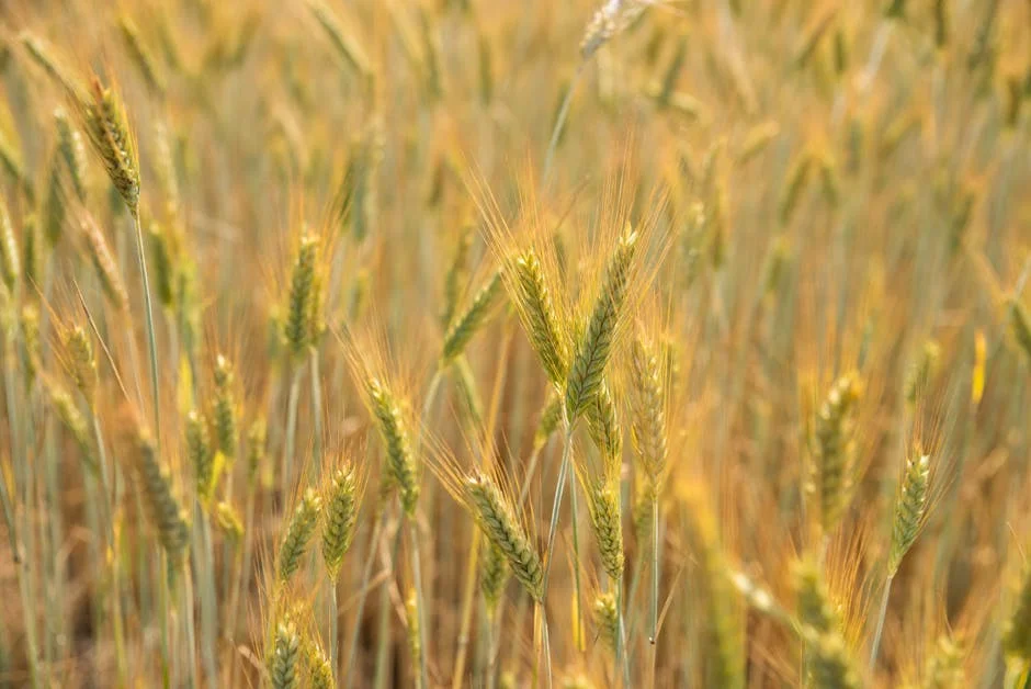 Hoje Halts Wheat Imports Amid Currency Crisis — Economy Business