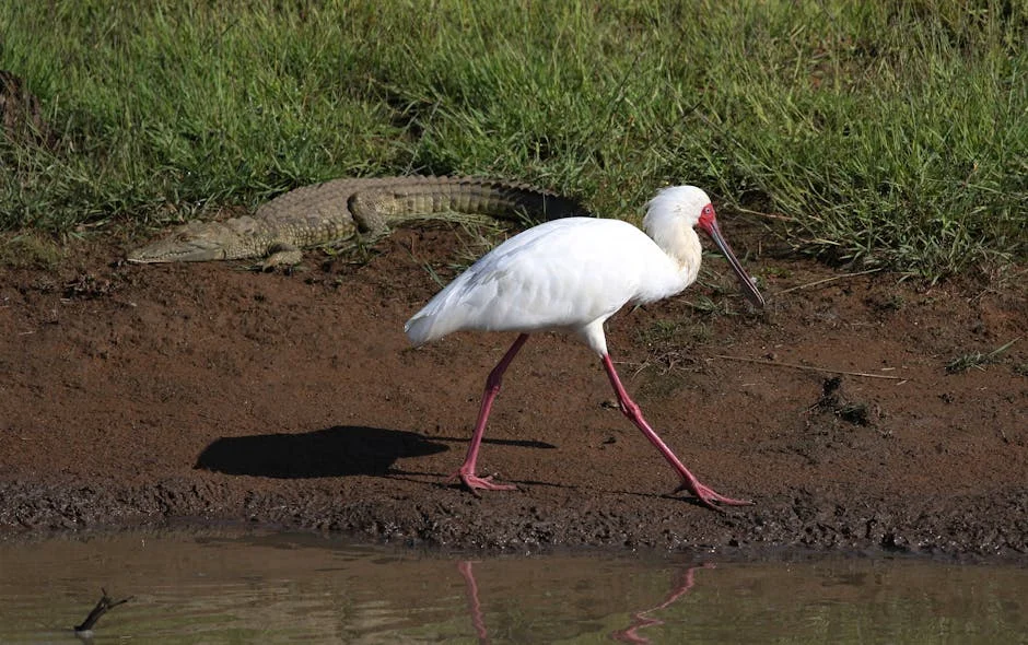 Inter and Como Battle to a Stalemate: What It Reveals About African Football's Future — Economy Business