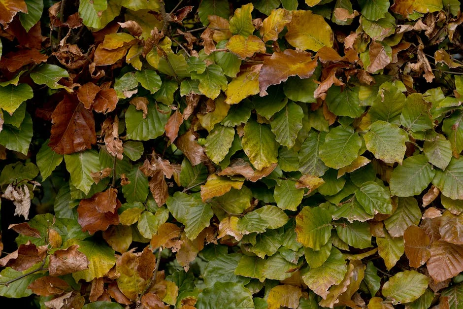 Iraola Lifts Bournemouth to Tenth Power - A New Dawn for Club and City — Economy Business