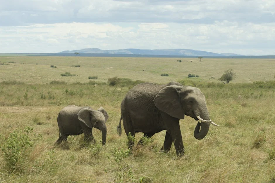 Kenya Pushes Visa-Free Africa — Tourism Revenue Poised to Surge — Economy Business