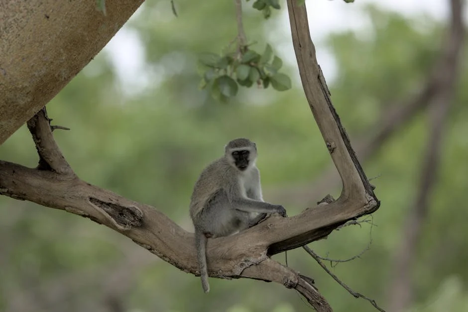 Limpopo Leader Gunned Down: What This Means for Thohoyandou and Governance — Economy Business