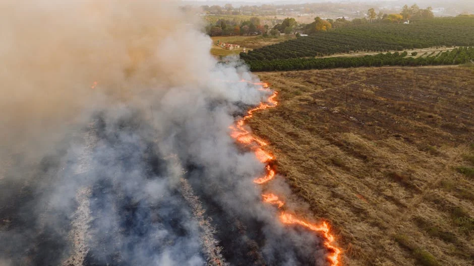 Limpopo Police Launch Manhunt After Rehab Patient Vanishes from Clinic: What It Means for Safety — Economy Business