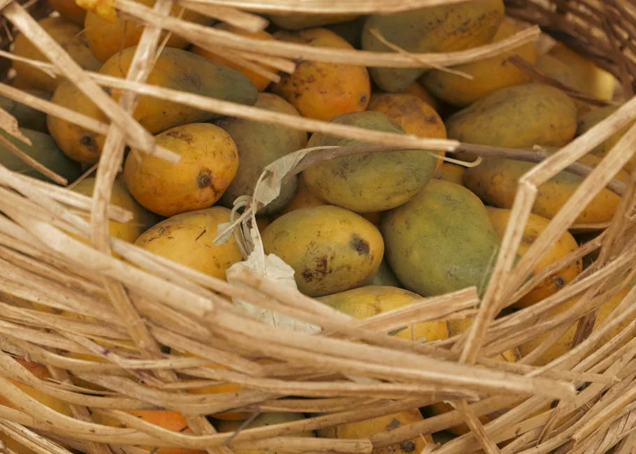 Malihabad Mango Crisis Hits SA Markets — Supply Chain Under Siege — Politics Governance