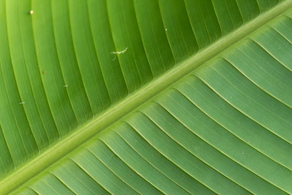 Musa Mseleku showcases Umzumbe estate: A glimpse into polygamous luxury living — Economy Business