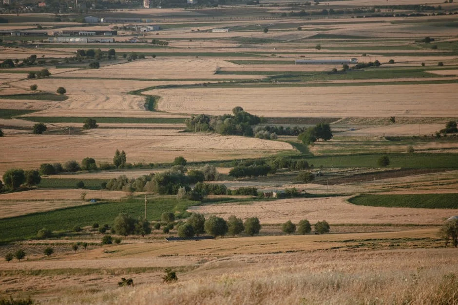 New Zealand Beat Proteas 2-1 in Cricket Series — What It Means for African Cricket Development — Economy Business