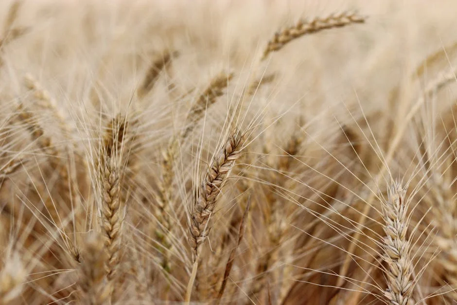 Nigeria Halts Wheat Imports Amid Currency Crisis — Prices Surge 25% — Economy Business