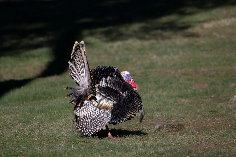 Pakistan's Asim Munir Meets Saudi Defence Minister: Is 'Islamic Nato' on the Horizon? — Politics Governance
