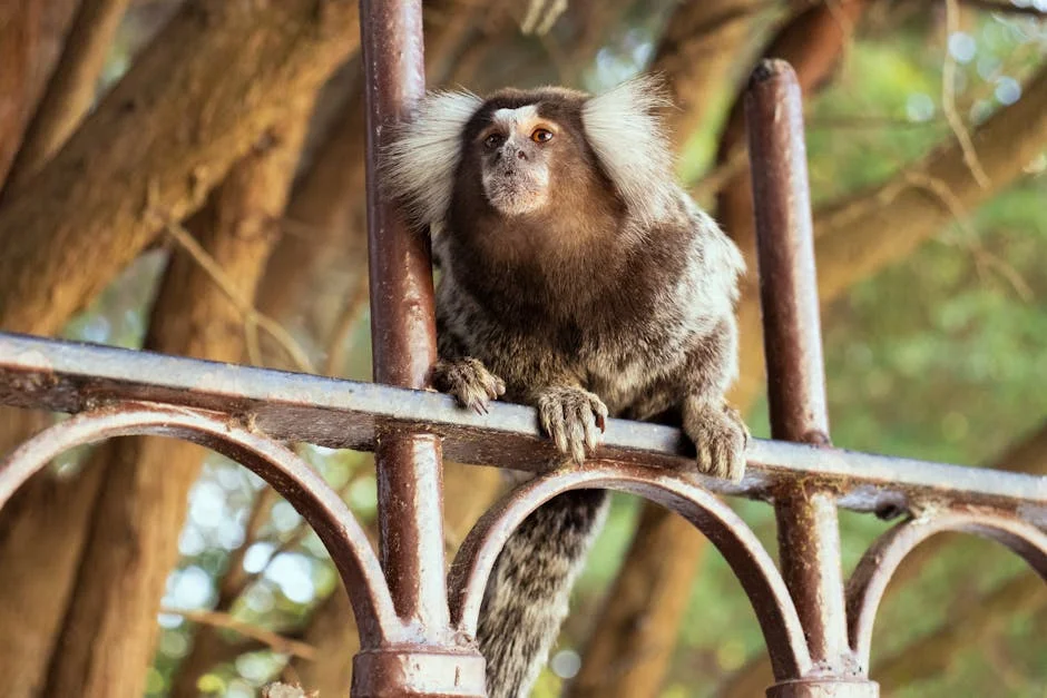 Paulo Fernandes unveils donation intentions exceeding €10 million — here's what it means for South Africa — Economy Business