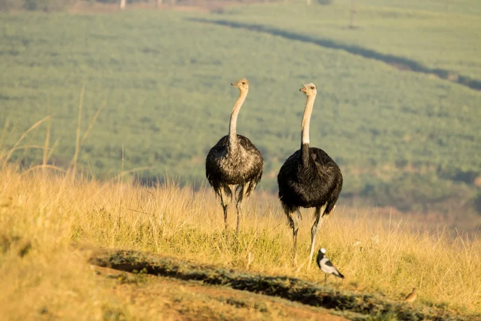 Ramaphosa Bets on KZN Tourism to Spark South Africa’s Economic Recovery