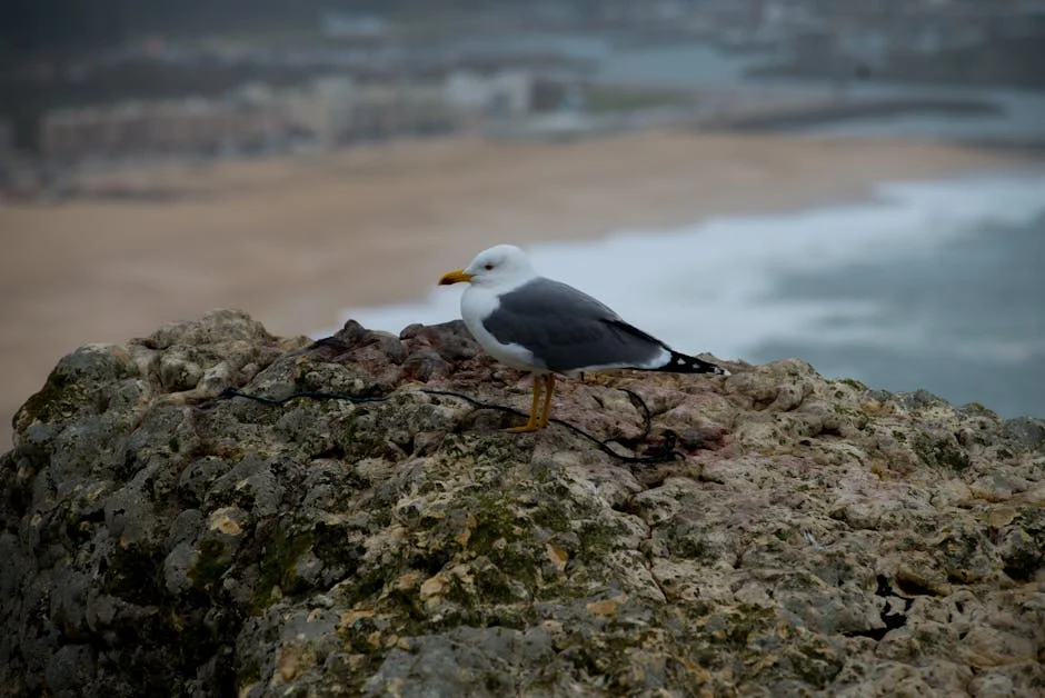 Rita Confirms Leiria Prison School Could House Displaced Residents: What It Means — Economy Business