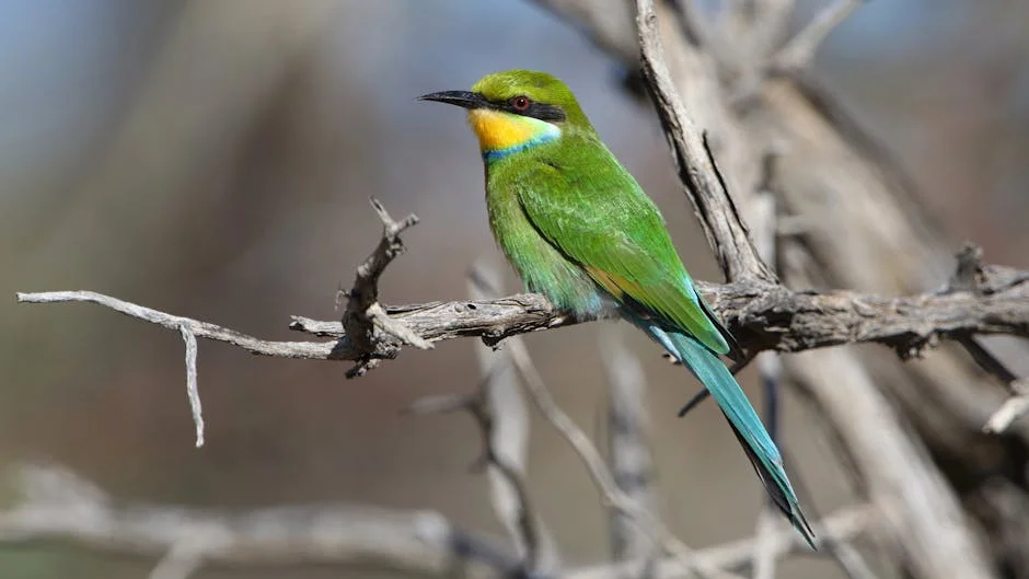 RSPB Warns South Africans Not to Feed Garden Birds in Summer — Economy Business