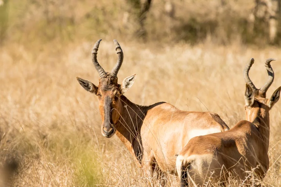 Rwanda Parks Shift Strategy to Boost Local Economy — Infrastructure Cities