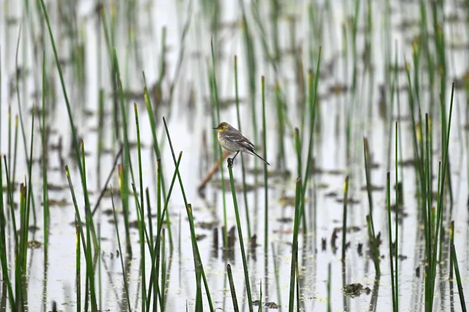 Severe Hailstorm Devastates Manipur, Damaging Homes and Crops