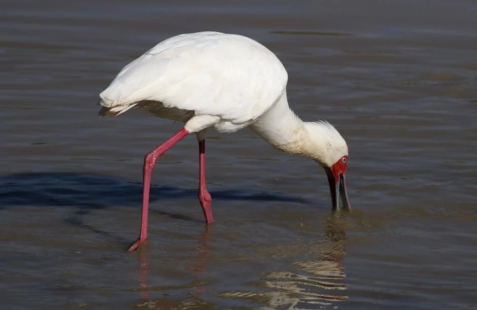 South Africa Announces Water Tariff Hike Amid Drought Crisis — Economy Business