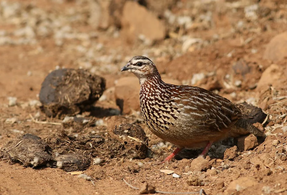 South Africa Launches Free Trial Coupon Scheme to Boost Digital Security — Economy Business