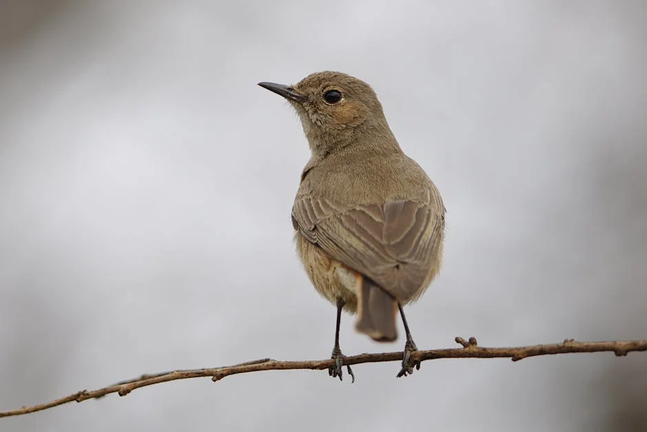 South Africa Launches National Public Key Infrastructure — Cybersecurity Boost for Digital Economy — Economy Business