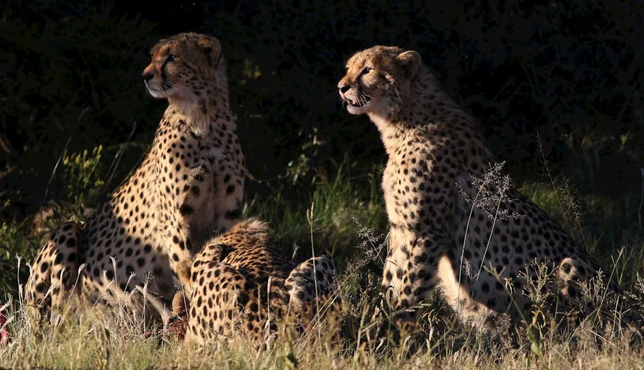 South Africa Launches R2.4 Billion Senqu Bridge This Week — Economy Business