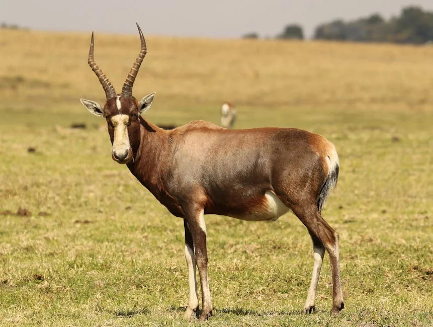 South Africa Warns Against 'Not Very' A.I. Fearmongering — Economy Business