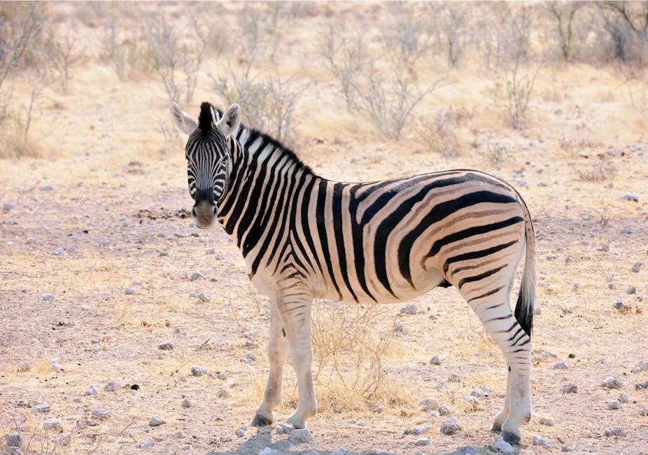 South African MP Exposes 15 Suspects in Over 2,200 Illegal Immigration Crimes — Economy Business