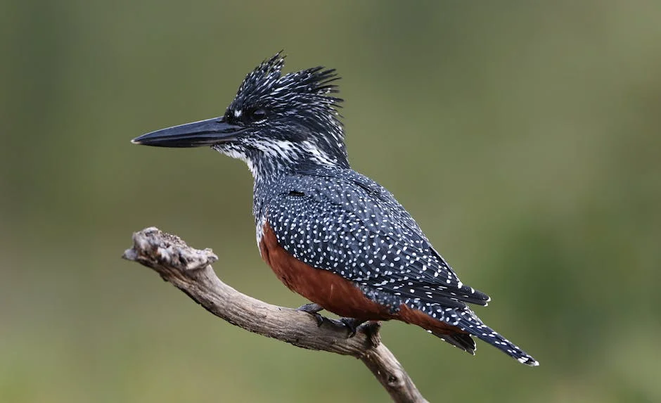 South Africa's Daily Lotto Results Spark Debate on Lottery Revenue Use — Economy Business