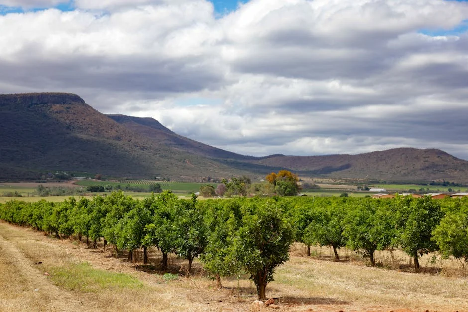 Steenhuisen demands stringent foot-and-mouth vaccine controls — what it means for farmers
