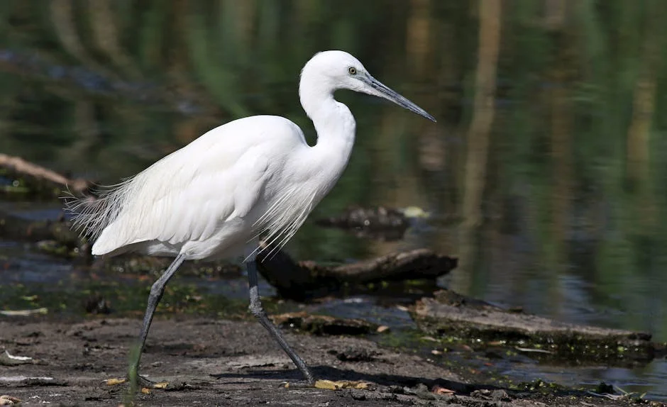 Trump's Pardon of Andrew Paul Johnson Reversed: What This Means for Africa's Development — Economy Business
