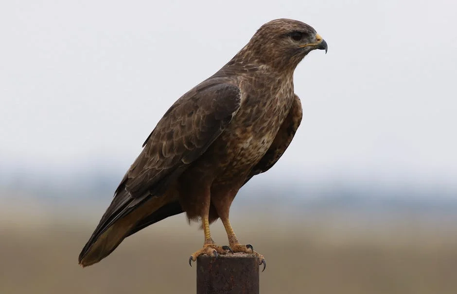 Tshwane Council Delays Decision on CFO Moya's Complaint — What It Means for Governance — Economy Business