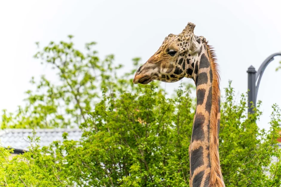 Western Cape Launches App to Report Potholes and Faulty Traffic Lights — What It Means for Local Governance — Economy Business