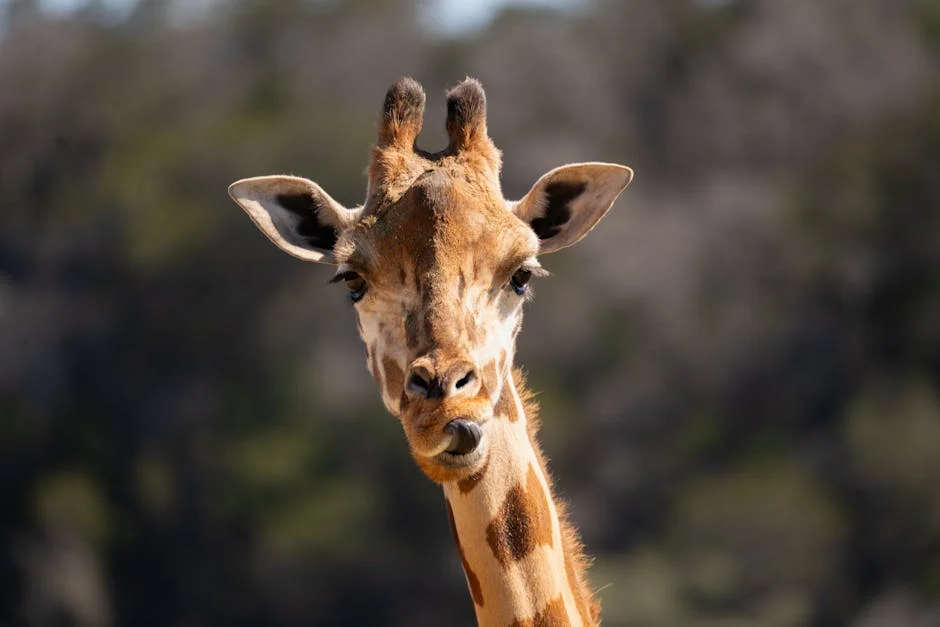 Zozibini Tunzi Returns to Top Billing for S3 Revival — Boost for Local Entertainment Sector — Economy Business